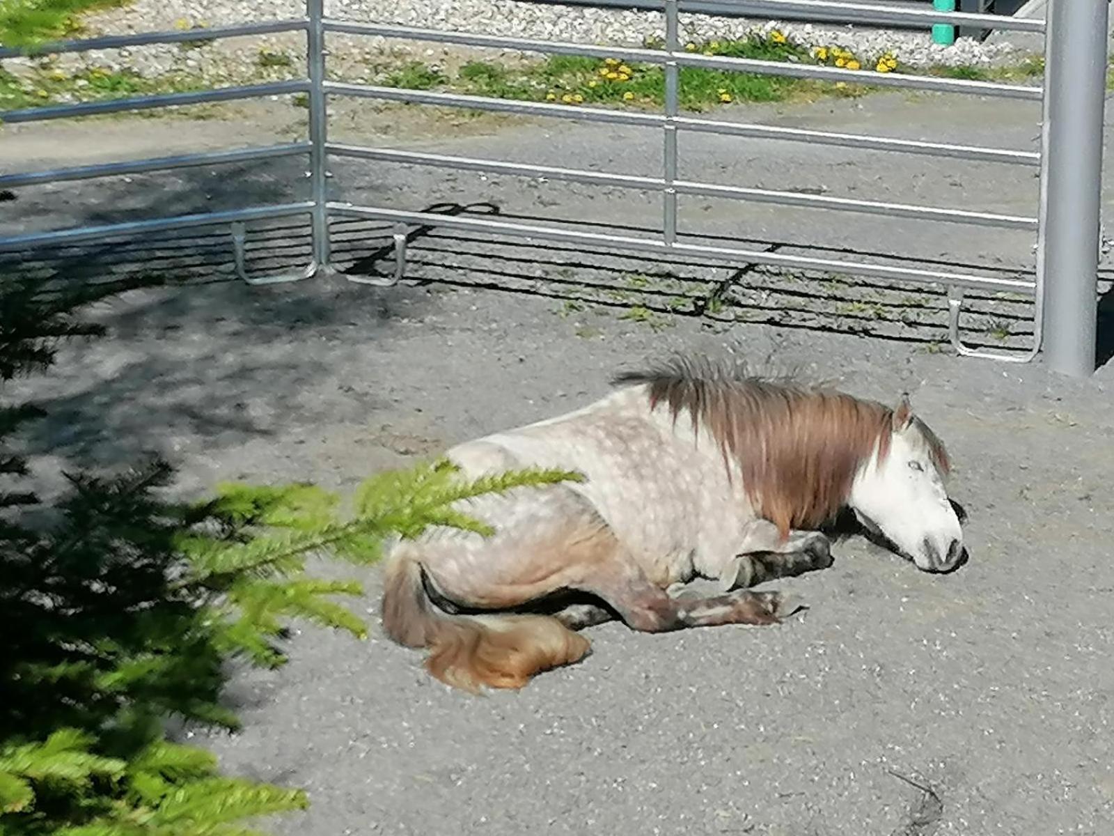 Vila Wild Life Ranch Schöfweg Exteriér fotografie
